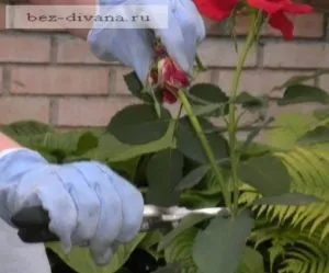 Обрізка троянд влітку
