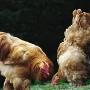 Опис породи курей Кучинська ювілейна фото і відгуки (породи) Опис породи курей Кучинська ювілейна фото і відгуки