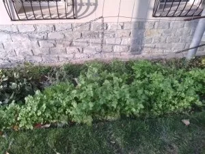Про користь задернения, мульчування і Сидерація (мульчування) Про користь задернения, мульчування і Сидерація