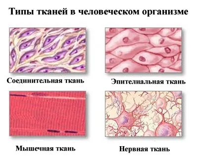 Організм людини