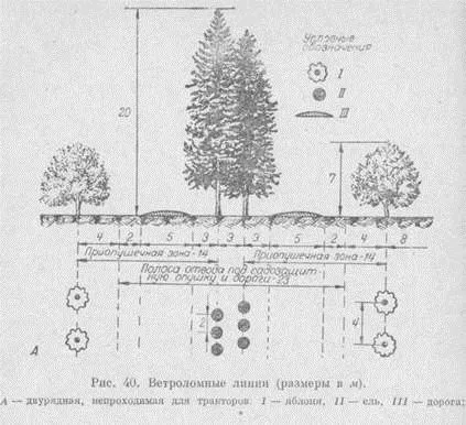 Організація території саду (високорослих деревних порід) Організація території саду