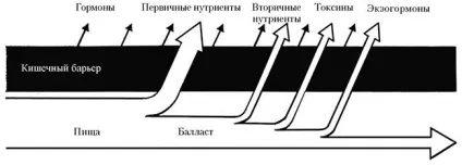 Основні принципи адекватного харчування (рецепт) Основні принципи адекватного харчування