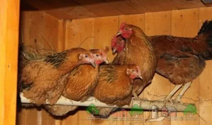 Опис породи курей Кучинська ювілейна фото і відгуки (породи) Опис породи курей Кучинська ювілейна фото і відгуки