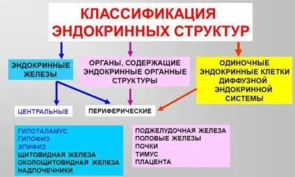 Органи і функції ендокринної системи людини і її будова (системи) Органи і функції ендокринної системи людини і її будова