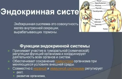 Органи і функції ендокринної системи людини і її будова (ендокринної) Органи і функції ендокринної системи людини і її будова