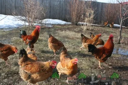 Опис породи курей Кучинська ювілейна фото і відгуки (породи) Опис породи курей Кучинська ювілейна фото і відгуки