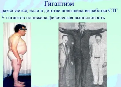 Органи і функції ендокринної системи людини і її будова (людини) Органи і функції ендокринної системи людини і її будова