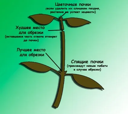 Основні правила прищипування рослин для кращого росту - секрети садівників (рясному цвітінню рослин) Основні правила прищипування рослин для кращого росту - секрети садівників