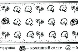 Петрушка кучерява вирощування в теплиці