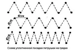 Петрушка кучерява вирощування в теплиці