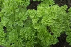 Петрушка кучерява вирощування в теплиці