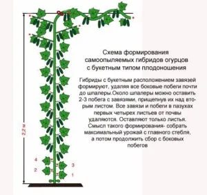 Пасинкування огірків в теплиці і на відкритому грунті схема як робити правильно (пасинкування) Пасинкування огірків в теплиці і на відкритому грунті схема як робити правильно