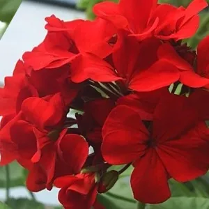 пеларгонія домашня