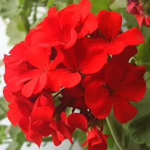 пеларгонія домашня