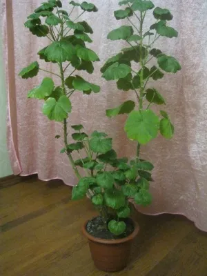 пеларгонія домашня