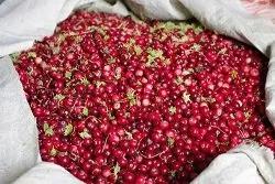 Як зберігати журавлину в домашніх умовах (умовах) Як зберігати журавлину в домашніх умовах