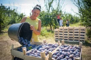 Як заморозити сливу на зиму - кращі рецепти для заморозки відео (зиму) Як заморозити сливу на зиму - кращі рецепти для заморозки відео