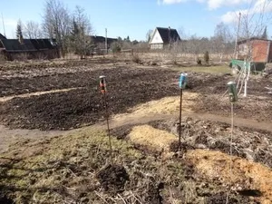 Як я виганяв кротів зі своєї ділянки (кроти) Як я виганяв кротів зі своєї ділянки