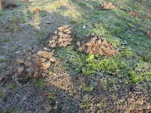 Як я виганяв кротів зі своєї ділянки (шкідники) Як я виганяв кротів зі своєї ділянки