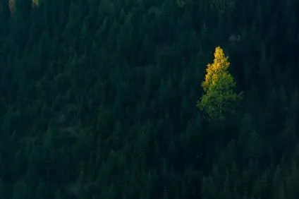 Як забути про невдачу і робити цікаві кадри в будь-яких умовах пейзаж в кадрі