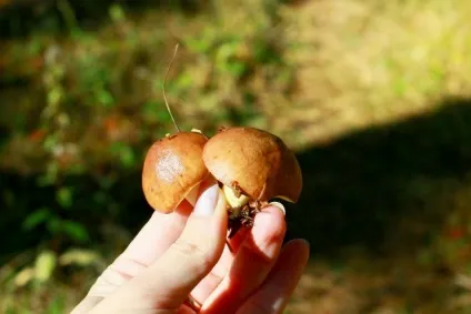 Як зберігати маслюки заморозка, маринування, соління та сушка (маринування) Як зберігати маслюки заморозка, маринування, соління та сушка
