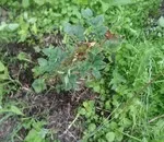 Чому не росте кріп і петрушка в городі сію, але зовсім не сходить, а якщо сходить, то зовсім (а якщо сходить) Чому не росте кріп і петрушка в городі сію, але зовсім не сходить, а якщо сходить, то зовсім