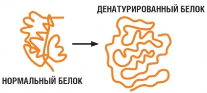 Чому тепло вбиває клітини новини науки на (тепло) Чому тепло вбиває клітини новини науки на