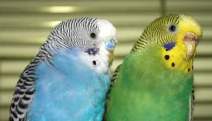 Чому папуга трясе головою - в світі тварин (папуга) Чому папуга трясе головою - в світі тварин
