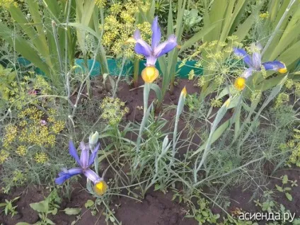 Чому не росте кріп і петрушка в городі сію, але зовсім не сходить, а якщо сходить, то зовсім (сходить) Чому не росте кріп і петрушка в городі сію, але зовсім не сходить, а якщо сходить, то зовсім