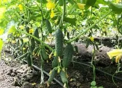 Підживлення огірків під час плодоношення (підгодівля) Підживлення огірків під час плодоношення
