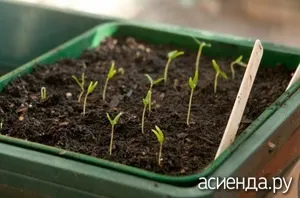 Полив розсади перцю