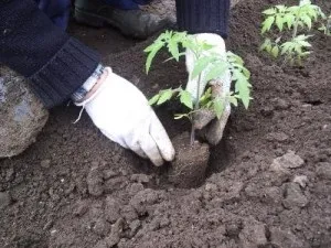 Підготовка і висадка розсади помідорів в теплицю або парник за схемою посадки