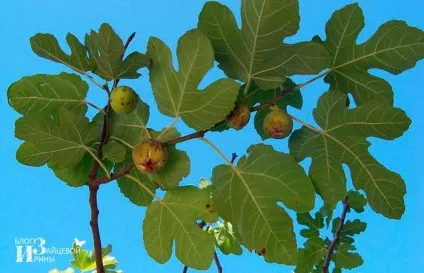 Користь і шкода інжиру і його корисні властивості, блог Ірини Зайцевої (корисні) Користь і шкода інжиру і його корисні властивості, блог Ірини Зайцевої