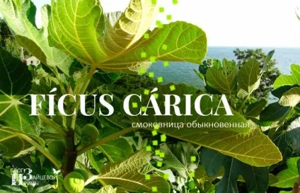 Користь і шкода інжиру і його корисні властивості, блог Ірини Зайцевої (корисні) Користь і шкода інжиру і його корисні властивості, блог Ірини Зайцевої