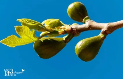 Користь і шкода інжиру і його корисні властивості, блог Ірини Зайцевої (корисні) Користь і шкода інжиру і його корисні властивості, блог Ірини Зайцевої