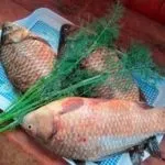 Приманка для карася своїми руками, рецепти прикормки