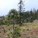 Природні ресурси азії