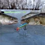 Приманка для карася своїми руками, рецепти прикормки (приманка) Приманка для карася своїми руками, рецепти прикормки