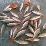 Приманка для карася своїми руками, рецепти прикормки (карася) Приманка для карася своїми руками, рецепти прикормки