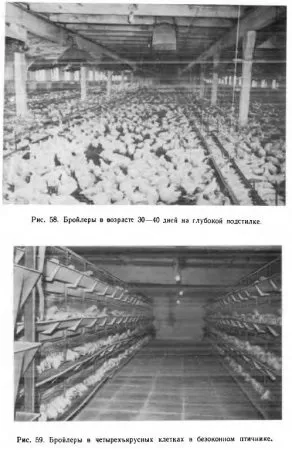 Виробництво м'яса бройлерів - все про тваринництво (більш ранньому віці) Виробництво м'яса бройлерів - все про тваринництво