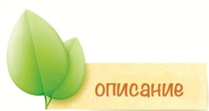 Приправа зіра - секрети застосування в кулінарії - my life (кулінарії) Приправа зіра - секрети застосування в кулінарії - my life