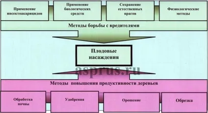 Принципи функціонування та управління агроекосистеми плодових насаджень, аппяпм (груша) Принципи функціонування та управління агроекосистеми плодових насаджень, аппяпм