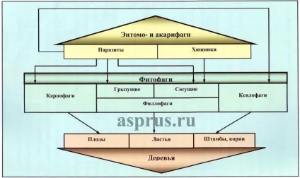 Принципи функціонування та управління агроекосистеми плодових насаджень, аппяпм (алича) Принципи функціонування та управління агроекосистеми плодових насаджень, аппяпм