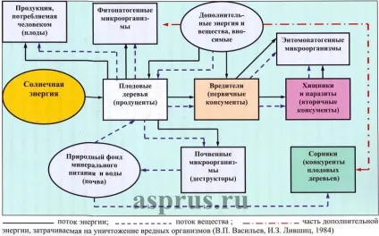 Принципи функціонування та управління агроекосистеми плодових насаджень, аппяпм (саджанці в Мічурінськ) Принципи функціонування та управління агроекосистеми плодових насаджень, аппяпм