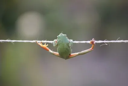 Прикольні жаби фото