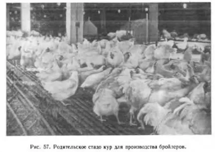 Виробництво м'яса бройлерів - все про тваринництво (посадки) Виробництво м'яса бройлерів - все про тваринництво