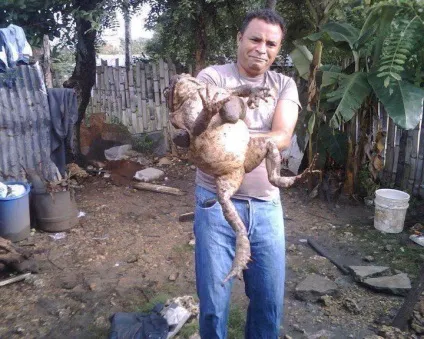 Прикольні жаби фото