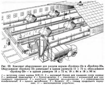 Виробництво м'яса бройлерів - все про тваринництво (півників) Виробництво м'яса бройлерів - все про тваринництво