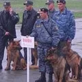 Подразники і їх роль в дресируванню собак, догляд за кішками і догляд за собаками (подразники) Подразники і їх роль в дресируванню собак, догляд за кішками і догляд за собаками