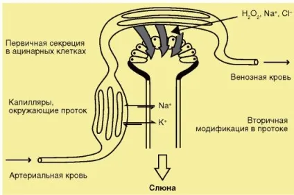 Розділ 4 гомеостаз